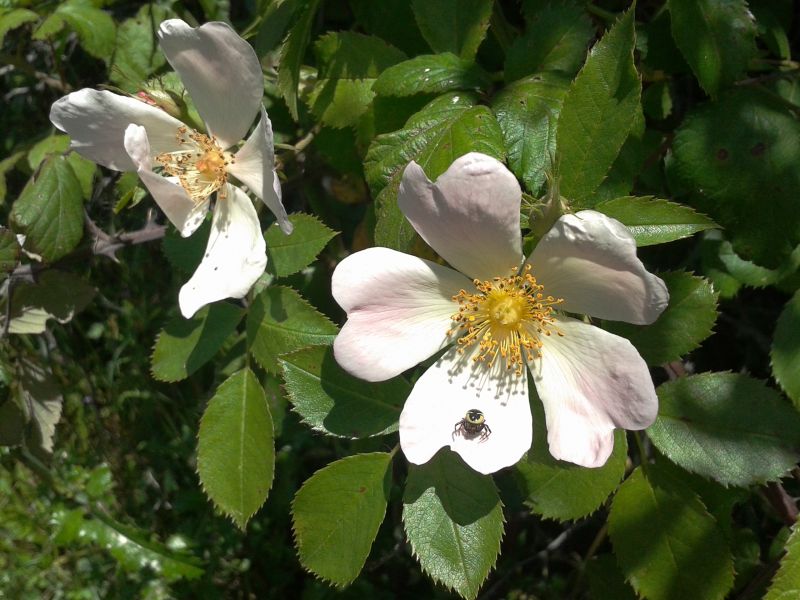 Rosa canina ???